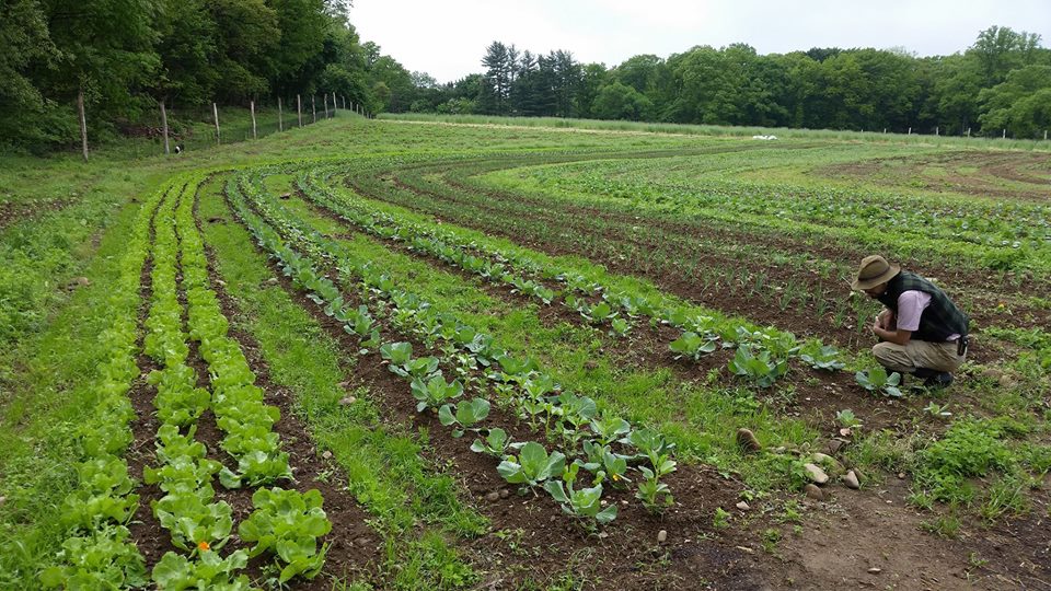 Organic farmland