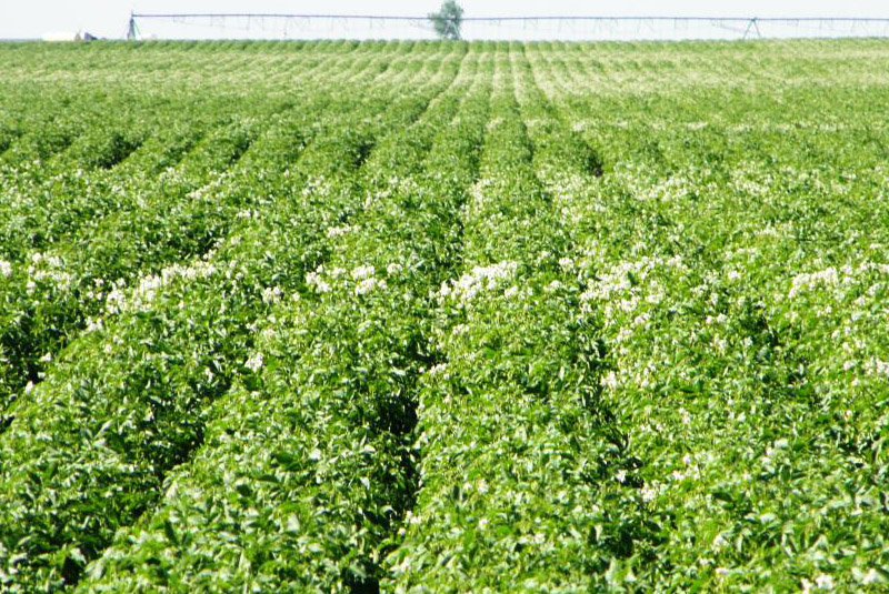 My Dream Cultivation