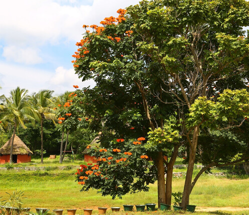 Cultivated land