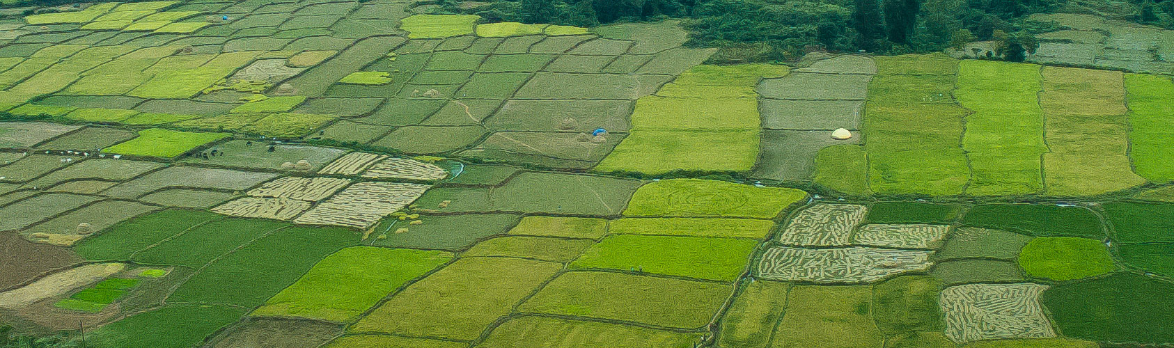 My Dream Cultivation In Hyderabad